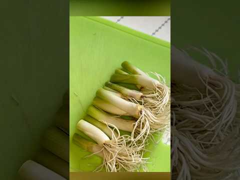 園芸 永久ネギ、多年生ネギ