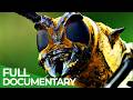 Wild Indonesia Episode 2 Papua S Lost Worlds Free Documentary Nature