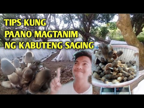 Tips kung paano magtanim ng kabuteng saging o volva mushroom