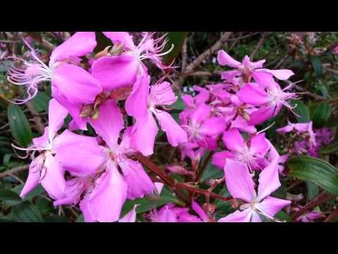 Tibouchina Noelene - Glory Bush HD 02