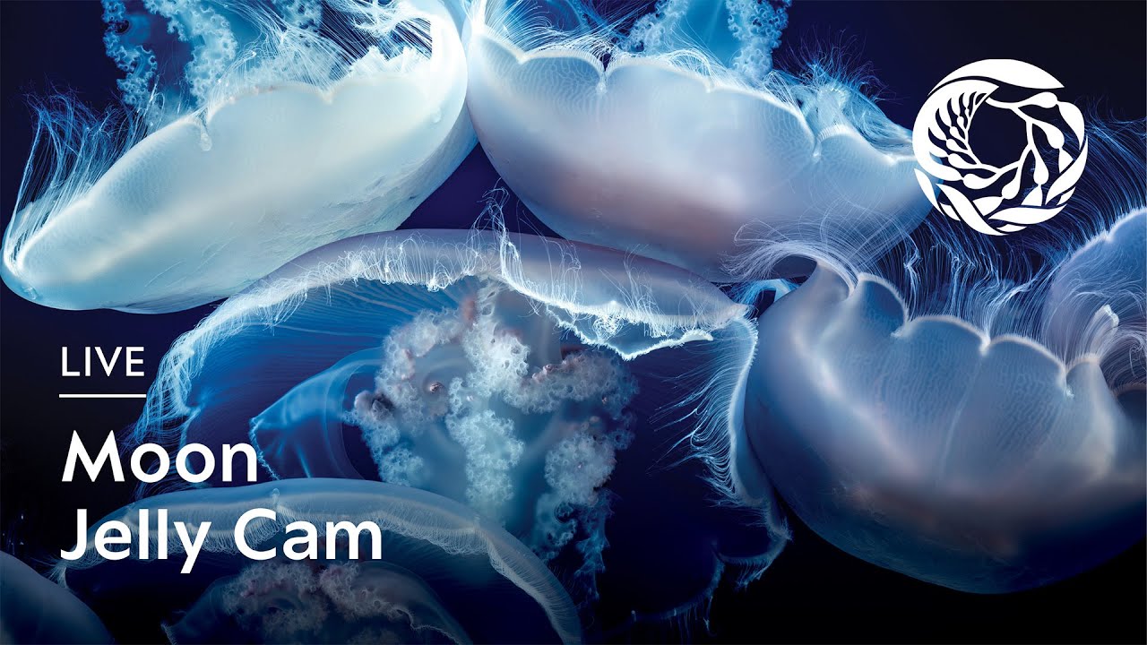Monterey Bay Aquarium — Moon Jellies