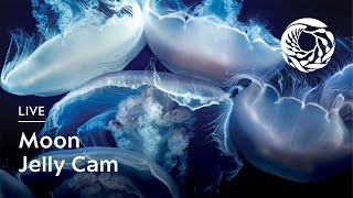 Live Moon Jelly Cam | Monterey Bay Aquarium live webcam