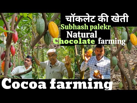 Cocoa farming, Chocolate farming in India चॉकलेट की खेती, #naturalfarming #cocoafarming