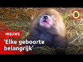 Zeldzame rode panda geboren in Beekse Bergen | Omroep Brabant