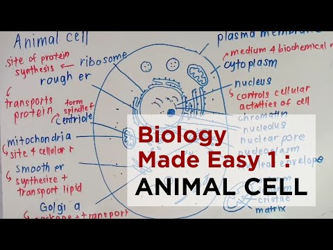 SPM BIOLOGY MADE EASY 1 - ANIMAL CELL (FORM 4 CHAPTER 1) | victoriactual