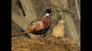 preview picture of video 'chim trĩ đỏ ở tam hợp quỳ hợp nghệ an;0986144767'