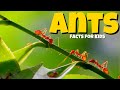 Learn All About Ants  🐜  Ant Facts For Kids 🐜
