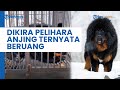 bikin syok sebuah keluarga di china yang pelihara seekor anjing ternyata tumbuh menjadi beruang