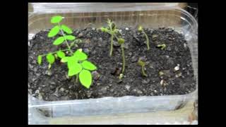 Carambola (star fruit) germination and seedlings´ growth time lapse video