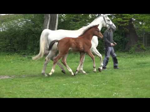 KN 25 Van Deyk Hf v. Van Gogh - GoldenJoyJ