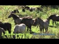 Wild Peers Koniks Herd Mating