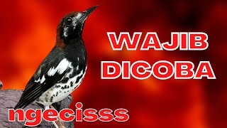 Download lagu ANIS KEMBANG GACOR  kombinasi nraktak ngecis dan ngecit anis kembang betina binal mp3