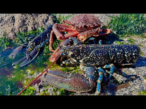 Coastal Foraging, Diving, Beach Cooking and Camping | The Fish Locker