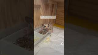 #フクモモベビー #pets #癒し #animals #エキゾチックアニマル #cute #フクロモモンガ #ハムスター #可愛い #フクロモモンガ#フクモモ#北海道#札幌市