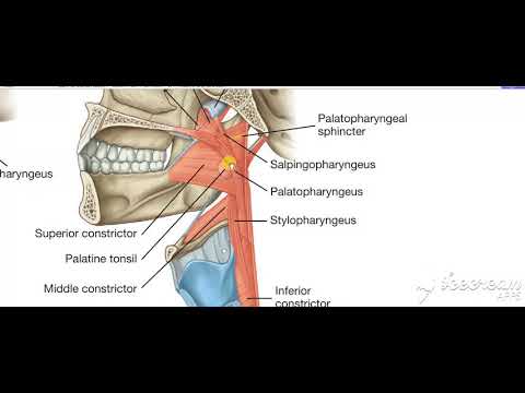 Phayrnx longitudinal muscles 2