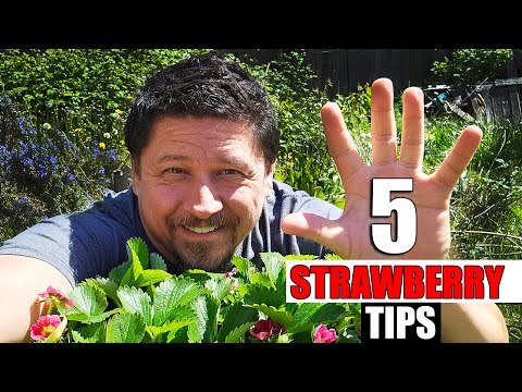 How To Grow Strawberries From Runners Tips and Tricks 2019