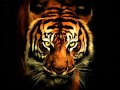 Survivor "Eye Of The Tiger" Глаз тигра. Рокки ...