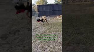 Video preview image #1 Doberman Pinscher Puppy For Sale in Boonton, NJ, USA