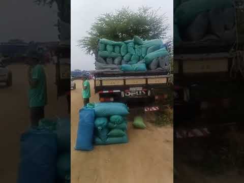 #pernambuco #gado #youtubeviral #fazenda #agro #youtubeshorts #venturosa #feiradegado