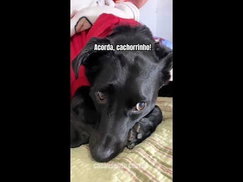 Acorda Pedrinho - Paródia #cachorros #cachorro #shorts #parodia