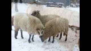 preview picture of video 'Kinderboerderij de Waalrakkers in Hoorn'