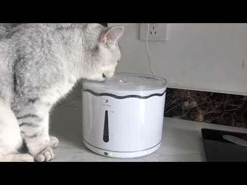 Make Your Cats Drink from A Fountain | #Petlibro