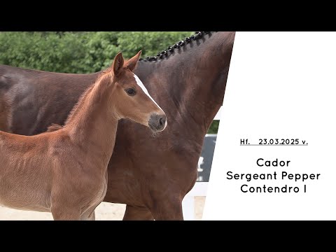 youtube preview