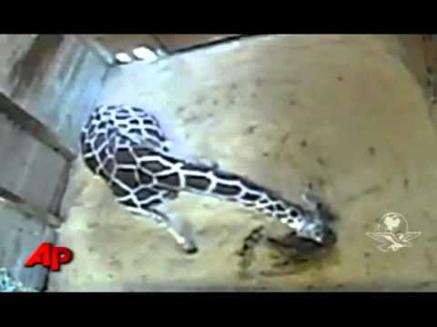 Graban nacimiento de bebé jirafa