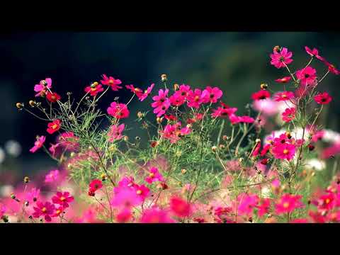 download lagu mp3 mp4 Field Of Flowers, download lagu Field Of Flowers gratis, unduh video klip Download Field Of Flowers Mp3 dan Mp4 Youtube Gratis