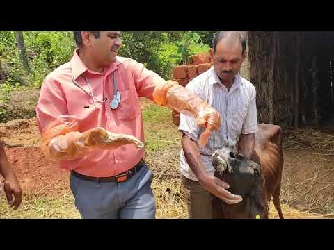 EASY METHOD  OF ADMINISTRATION OF MEDICINE TO CATTLE ಜಾನುವಾರುಗಳಿಗೆ ಔಷಧಿ ನೀಡುವ ಸುಲಭ ವಿಧಾನ