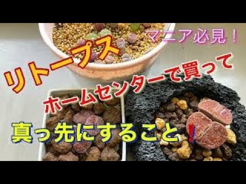 生きている石、リトープス 植物