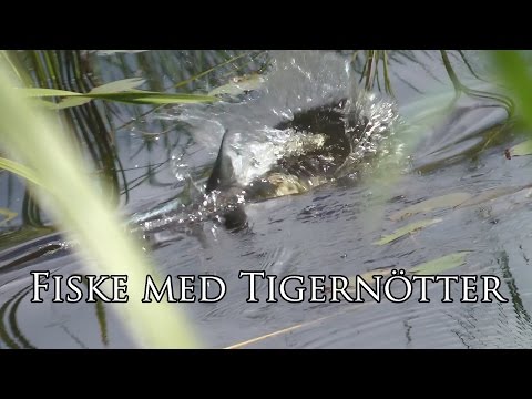 Fk Lubbe - Karpfiske med tigernötter