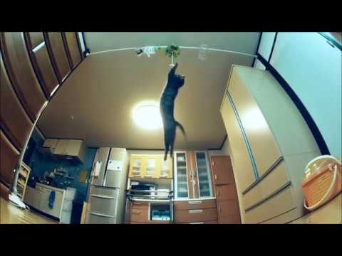 Koty Ninja