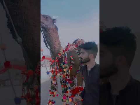 Ount camel namaish 2025 Islam pura jabber #pubgmobile #jabber #ultrabassboostsong #bassboostedmusic