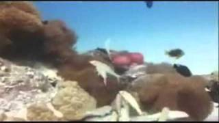 Bora Bora Moana Adventure Tours Coral Garden Discovery