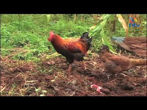 Kakamega school expels student over 'occult' claims