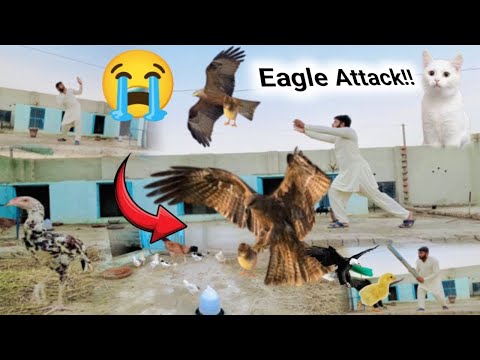 Eagle ny aseel chicks pr attack kr dia😥🐥 || Eagle attack😥 || aseel setup || maaz pets