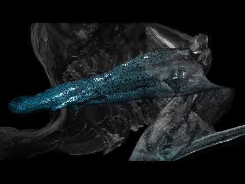 HALINA RICE - NEW BASIS