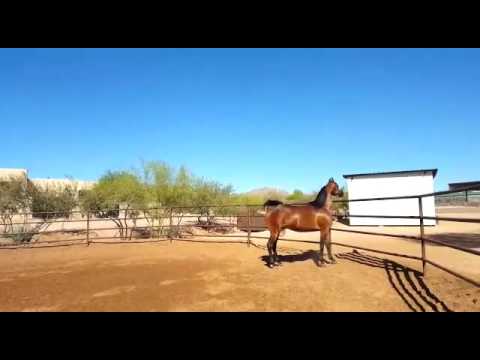 Orchid El Jamaal LRA