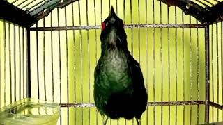 Download lagu Masteran burung cucak keling GACOR TELER pancingan cucak keling agar bunyi mp3