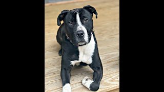Video preview image #1 American Staffordshire Terrier Puppy For Sale in Cranford, NJ, USA