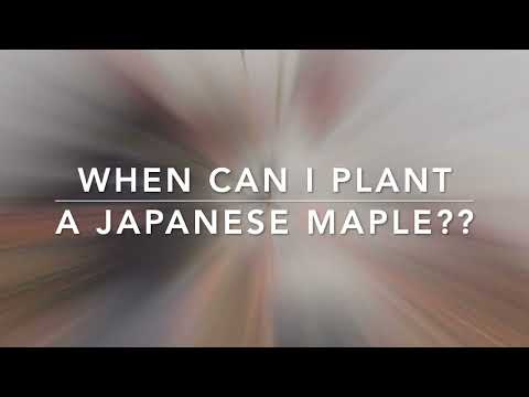 When Can I Plant A Japanese Maple? - JAPANESE MAPLES