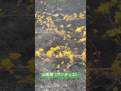 サンシュユの処理: 3 つのヒント 植物