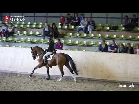 Tecumseh - Hengstpräsentation April 2022