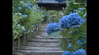 preview picture of video '鎌倉観光 あじさい巡り（長谷寺～明月院） Hydrangea tour in Kamakura'