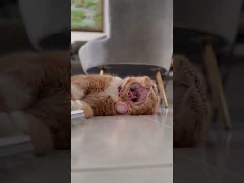 Discover the ultimate comfort in pet grooming with the adorable Pidan! 🐱✨😍