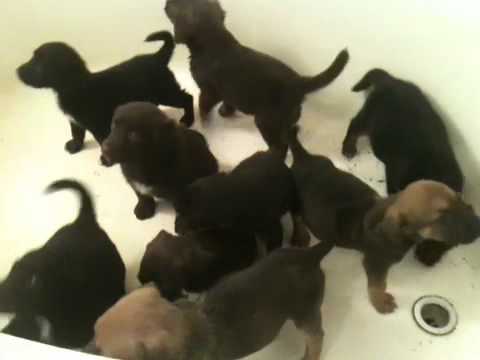 Video of adoptable pet 9 Weimaraner