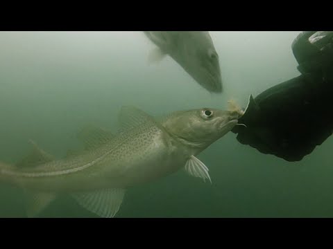 Hand feeding cod in Oslofjord