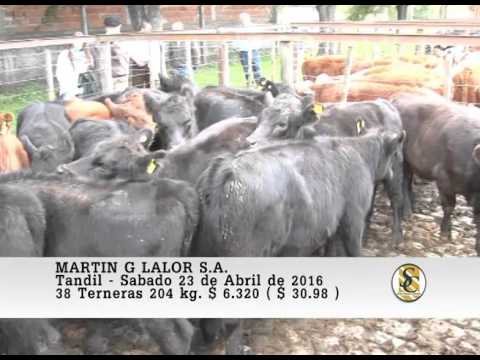 23-04-16 Venta de Hembras - Martin G. Lalor S.A. - Tandil.