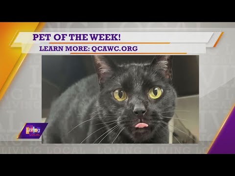 Pet of the Week | Wally - YouTube